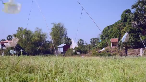塑料和五颜六色的衣服稻草人在风中摇曳在郁郁葱葱的绿色稻田之上 — 图库视频影像