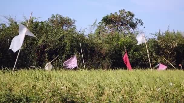 Espantalhos Vestuário Feitos Plástico Coloridos Acenando Vento Acima Campo Arroz — Vídeo de Stock