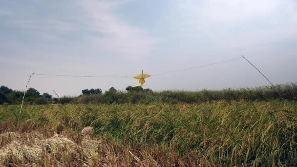 黄色のかかしが田んぼの上空で風に揺れる つのスティックに打ちつけ — ストック動画