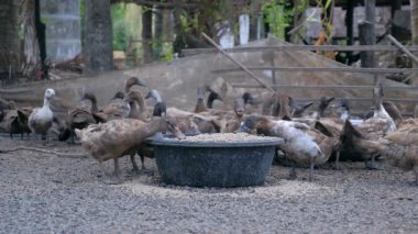 Ördekler içinde tahıl çelik havzaları dan besleyen bir çiftlik'ın Salı (yakın)