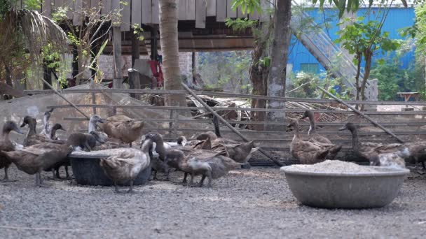 Balsa Patos Dentro Una Granja Alimentándose Granos Cuencas Acero Primer — Vídeo de stock