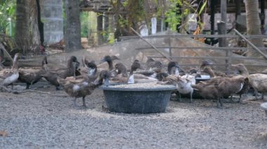 Ördekler içinde tahıl çelik havzaları dan besleyen bir çiftlik'ın Salı (yakın)
