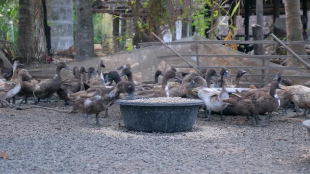 Balsa Patos Dentro Una Granja Alimentándose Granos Cuencas Acero Primer — Vídeos de Stock