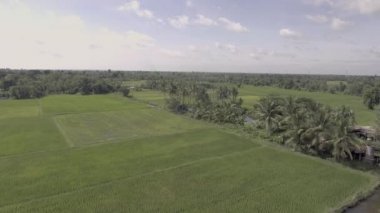 Palmiye ağaçları ile pirinç paddies alanların peyzaj hava statik görünüm