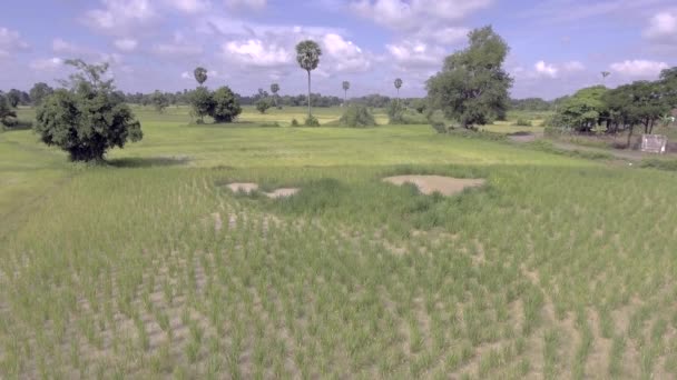 Drone Schot Van Groene Rijst Rijstvelden Water Onder Wolken Blauwe — Stockvideo