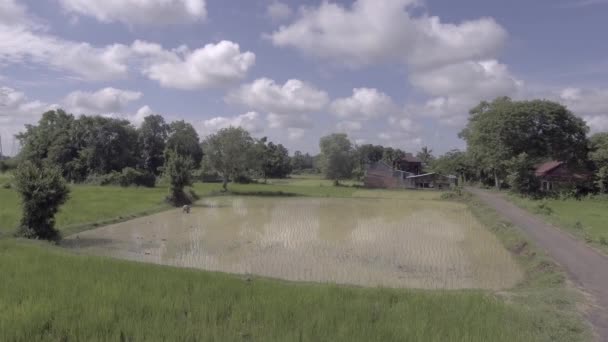 Vue aérienne d'un drone : vue arrière d'une femme plantant du riz dans une rizière 