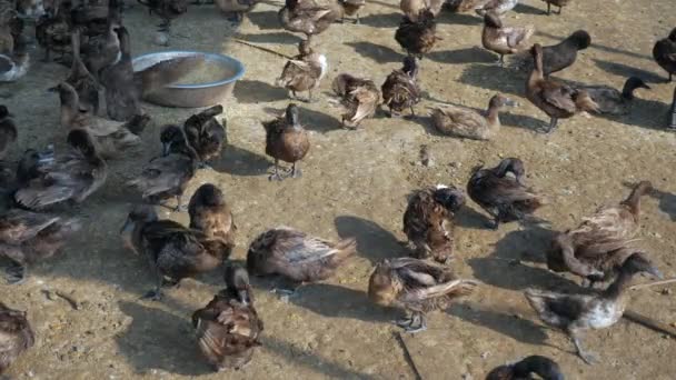 Patos Dentro Una Granja Cebándose Después Baño Cerca — Vídeo de stock