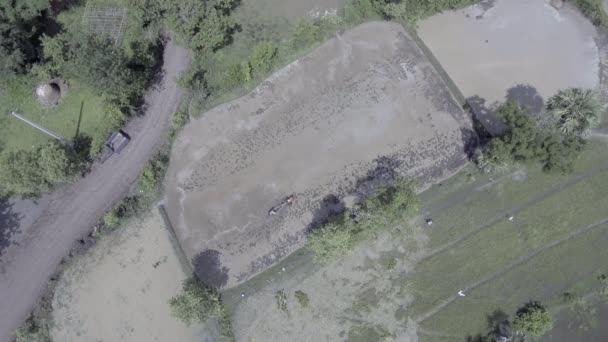 Aerial Static View Hand Held Walking Tractor Used Plowing Paddy — Stock Video