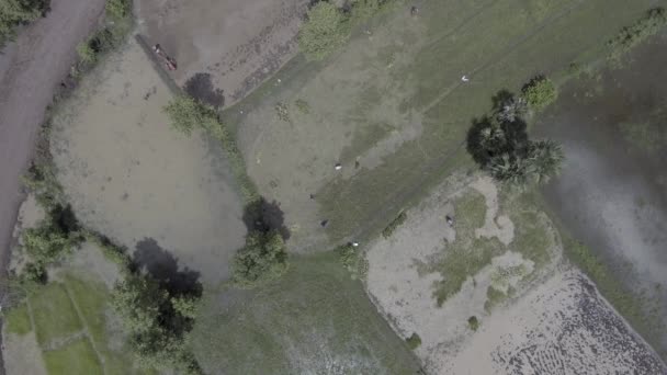 田んぼと手持ちの歩行トラクターにそれらを転送するための苗を根こそぎ農家の空中の静的ビューを使用して苗の浸水区画の耕 — ストック動画