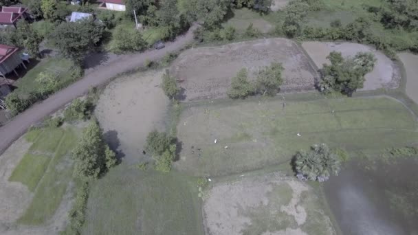 Statiska Flygfoto Över Den Handhållna Gångavstånd Traktorn Används För Att — Stockvideo