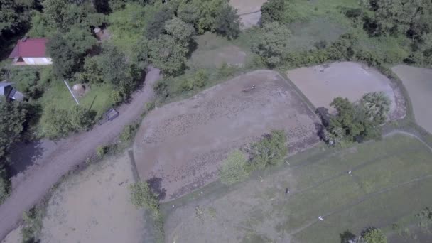 手持ちの歩行トラクターの空中の静的ビューを使用して苗の水田を耕して — ストック動画
