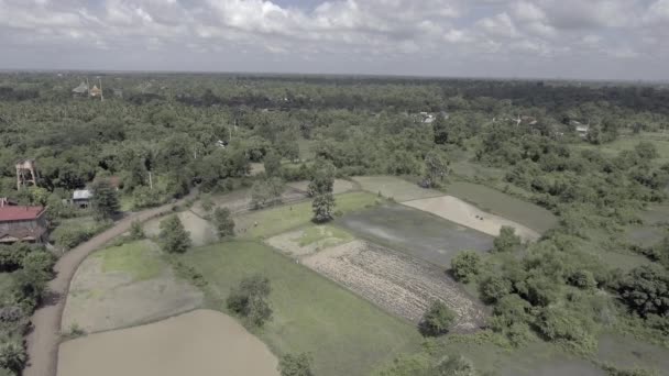 Vue Aérienne Statique Des Agriculteurs Déracinant Des Semis Riz Pour — Video