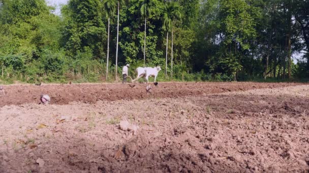 マニュアルの白い牛と木製のプラウ耕 — ストック動画