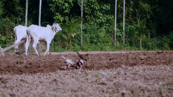 Manuel Beyaz Öküz Ahşap Pulluk Ile Çiftçilik — Stok video