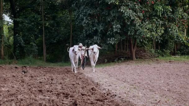 Manual Ploughing White Oxen Wooden Plough — Stock Video