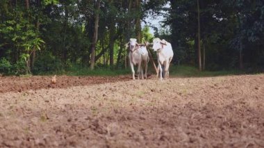 Manuel Beyaz öküz ve ahşap pulluk ile çiftçilik