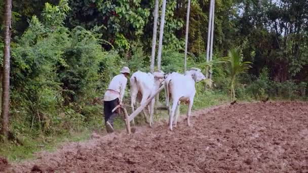 Manual Ploughing White Oxen Wooden Plough — Stock Video