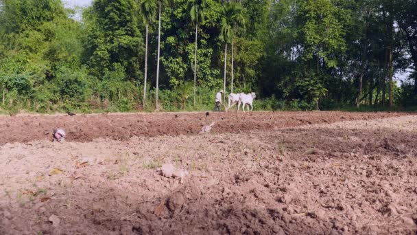 Handleiding Ploegen Met Witte Ossen Houten Plough — Stockvideo