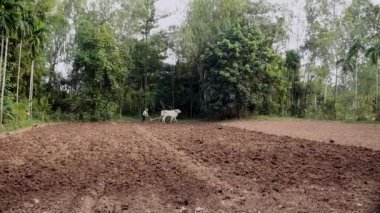 Manuel Beyaz öküz ve ahşap pulluk ile çiftçilik