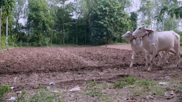 Handleiding Ploegen Met Witte Ossen Houten Plough — Stockvideo