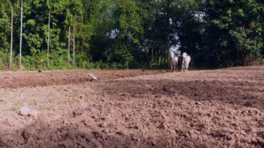 Manuel Beyaz öküz ve ahşap pulluk ile çiftçilik