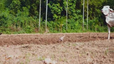 Manuel Beyaz öküz ve ahşap pulluk ile çiftçilik