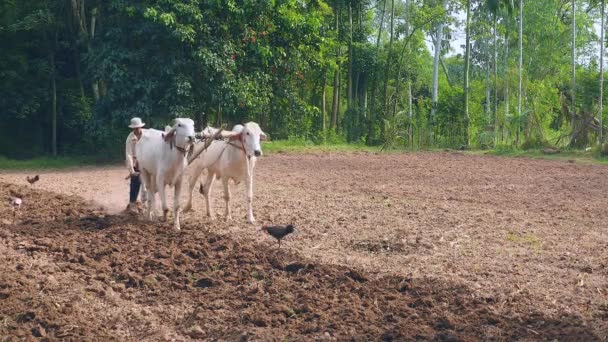 Manuel Beyaz Öküz Ahşap Pulluk Ile Çiftçilik — Stok video