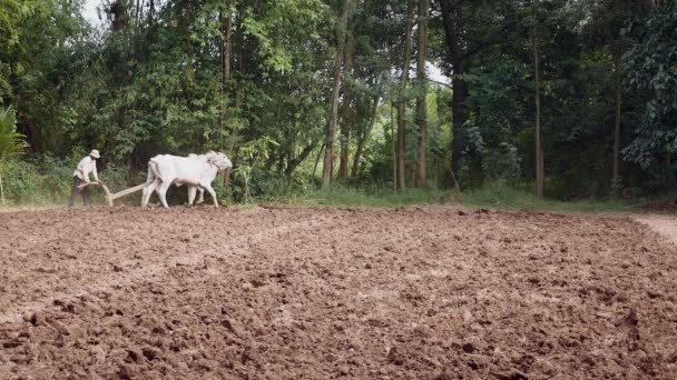 Manual Ploughing White Oxen Wooden Plough — Stock Video