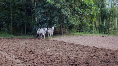 Manuel Beyaz öküz ve ahşap pulluk ile çiftçilik