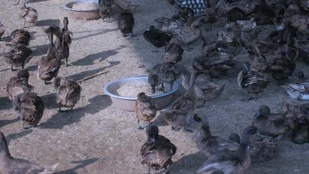 Los Patos Que Acicalan Después Del Baño Otros Que Alimentan — Vídeos de Stock