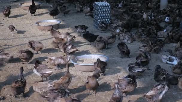 洗完澡后的鸭子和其他以钢盆谷物为食的鸭子 — 图库视频影像