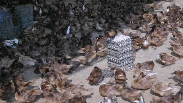 养鸭养殖场 用于生产鸡蛋 包装中的鸡蛋 — 图库视频影像