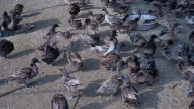 Sonra banyo ve diğer tahıl çelik Havzası'ndan beslenirler preening ördekler