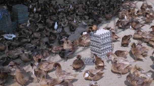 Ferme Élevage Canards Pour Production Œufs Œufs Paquets — Video