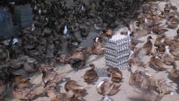 Lapso Tiempo Cría Patos Para Producción Huevos Huevos Paquetes — Vídeo de stock