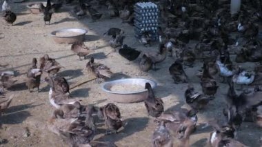 Sonra banyo ve diğer tahıl çelik Havzası'ndan beslenirler preening ördekler