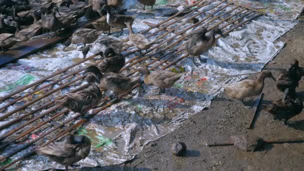 Canards Intérieur Une Ferme Preening Après Bain Gros Plan — Video