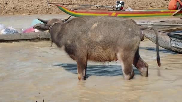 水水牛在泥泞的河水中排便的特写镜头 — 图库视频影像