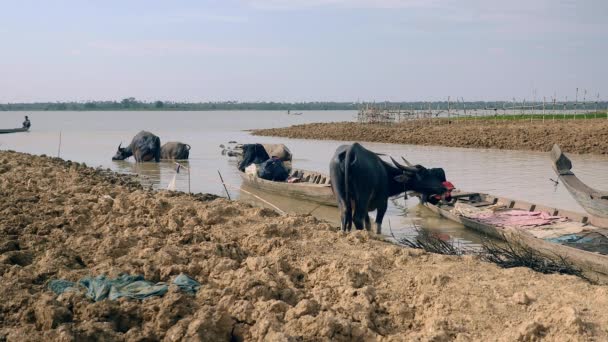 Manada Búfalos Agua Que Bañan Agua Fangosa Del Río — Vídeo de stock