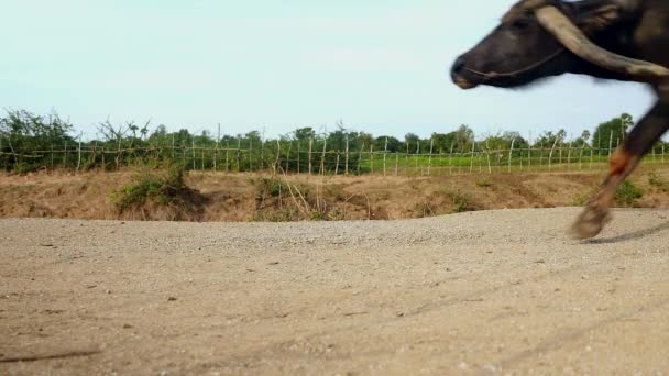一群水牛走过一条乡村小路 — 图库视频影像