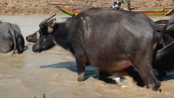 Kudde Van Waterbuffels Wandelen Naar Beneden Modderige Rivierwater Naar Bath — Stockvideo