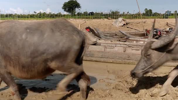 Водний Буйвол Йде Розкопаними Каное Вниз Брудній Річковій Воді Купання — стокове відео