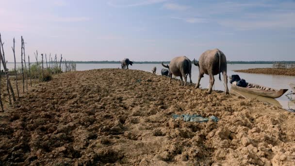 成群结队的水牛在泥泞的河水中行走到洗澡 — 图库视频影像