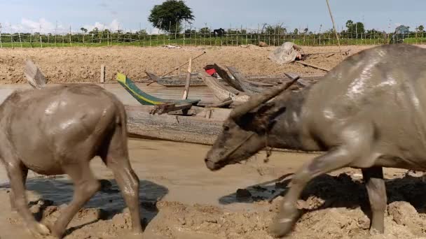 Waterbuffel Wandelen Door Dugout Kano Naar Beneden Modderige Rivierwater Naar — Stockvideo