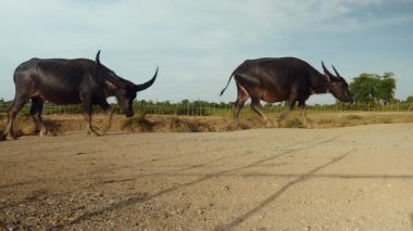 Su nehirden kırsal bir yol üzerine banyodan sonra dönecek bufalo sürüsü