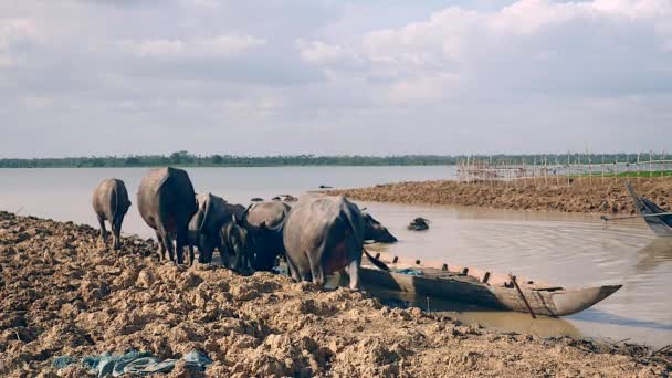 成群结队的水牛在泥泞的河水中洗澡 — 图库视频影像