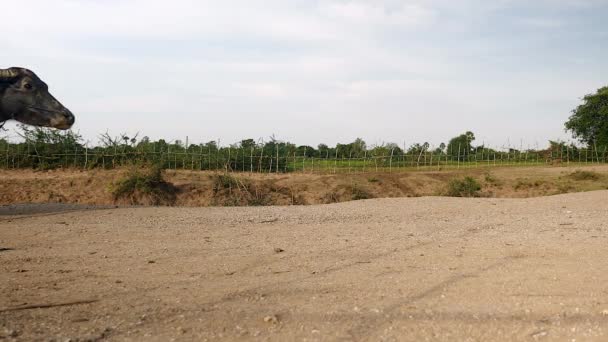 Manada Búfalos Agua Que Regresan Del Río Después Del Baño — Vídeos de Stock