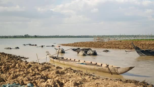 Stada Bawołów Wodnych Kąpieli Wodzie Muddy River — Wideo stockowe