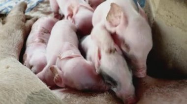 Sow'ın emzikleri emzirmek ve süt almak için mücadele yenidoğan domuz yavruları yakın çekim