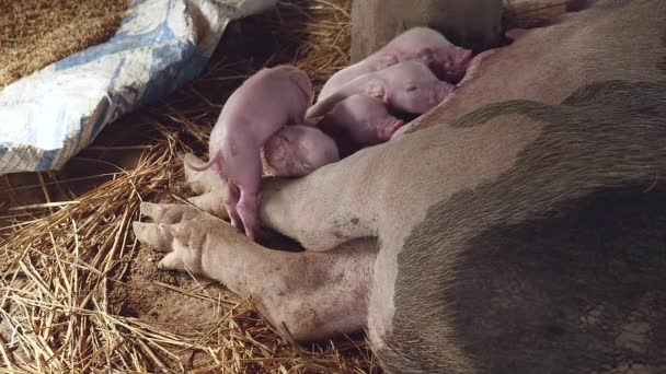 Newborn Piglets Fighting Suckle Sow Teats Get Milk — Stock Video